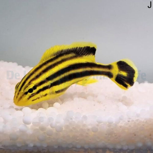Plectorhinchus gaterinus