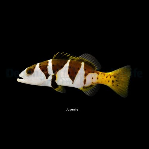 Plectropomus laevis - Afbeelding 3
