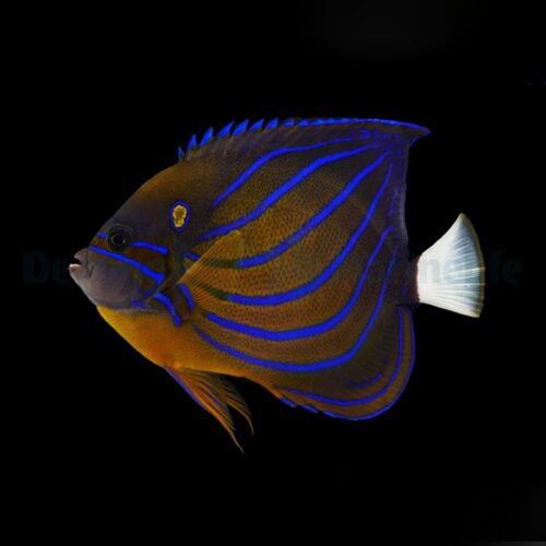 Alternative view of Pomacanthus annularis (Adult)