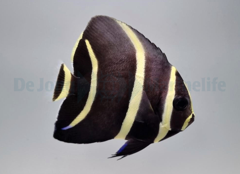 Picasso Aquarium
