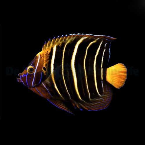 Alternative view of Pomacanthus chrysurus (Adult)
