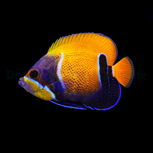 Alternative view of Pomacanthus navarchus (Adult)