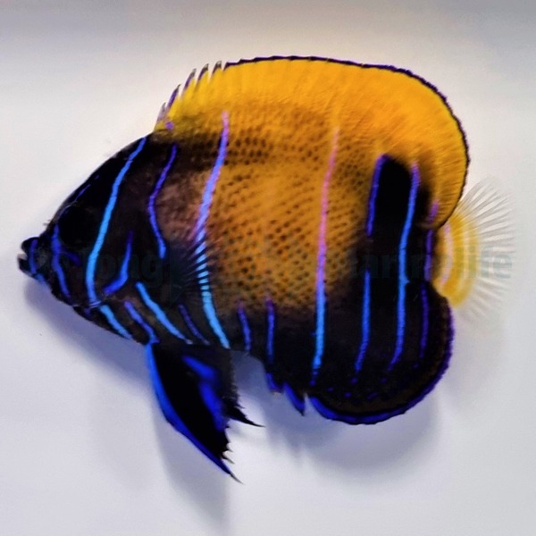 Picasso Aquarium