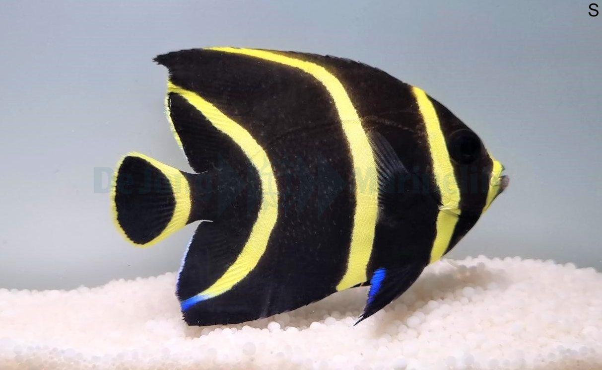Picasso Aquarium
