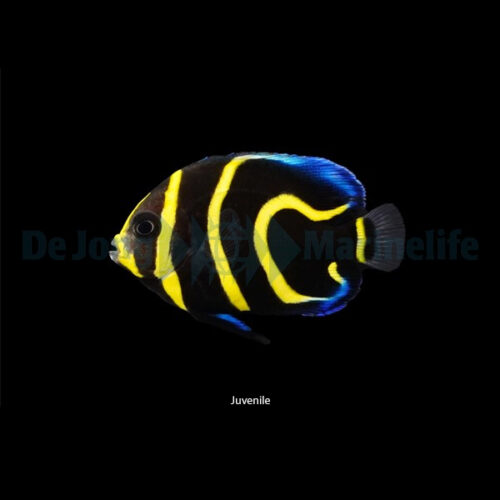 Pomacanthus zonipectus - T.B. - Afbeelding 3