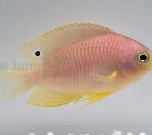 Pomacentrus amboinensis - Afbeelding 2