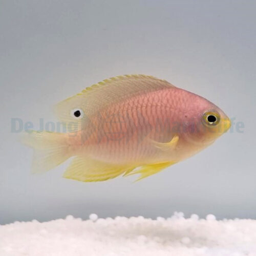 Pomacentrus amboinensis