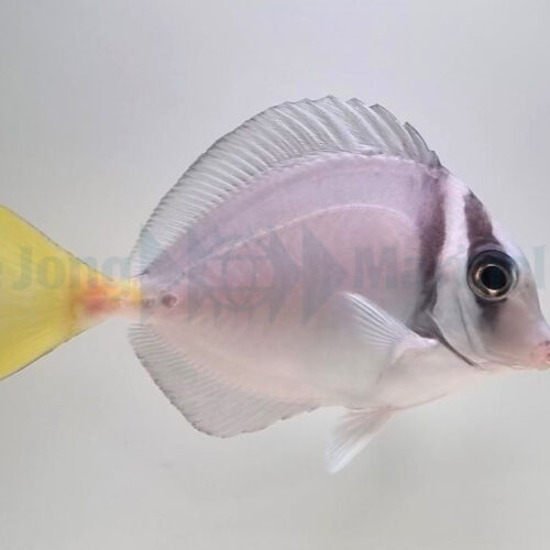Alternative view of Prionurus laticlavius