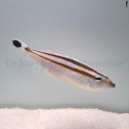 Pseudalutarius nasicornis (female) - Afbeelding 3