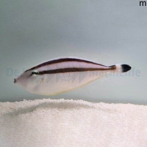 Pseudalutarius nasicornis (male)