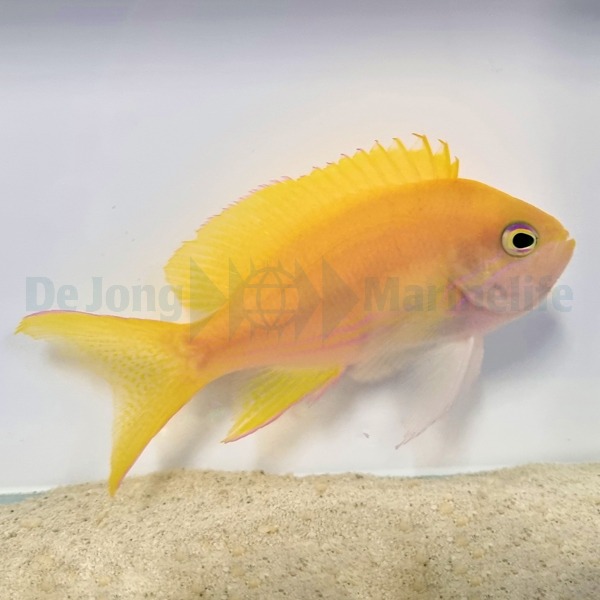 Picasso Aquarium