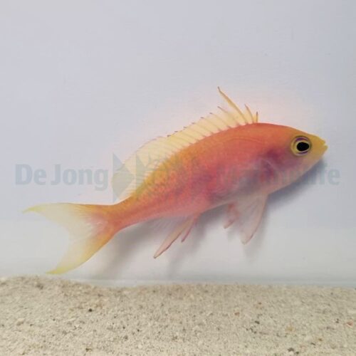 Pseudanthias pulcherrimus (female) - Afbeelding 3