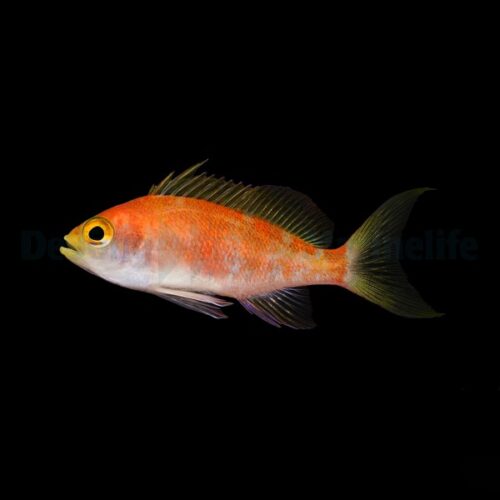 Pseudanthias pulcherrimus (female) - Afbeelding 2