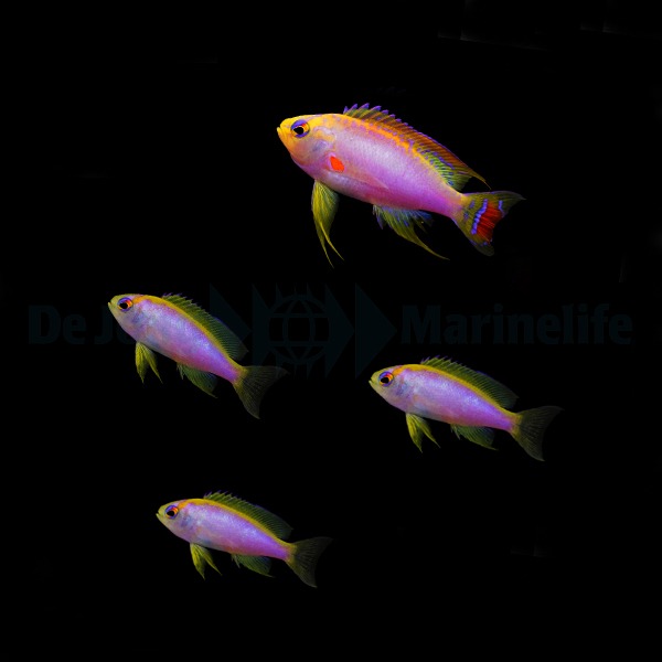 Picasso Aquarium
