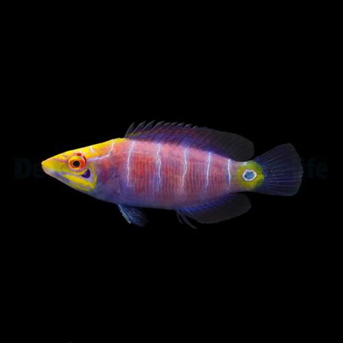 Pseudocheilinus ocellatus
