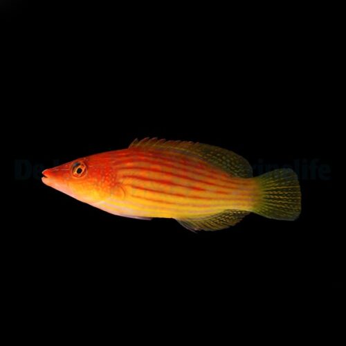 Pseudocheilinus octotaenia - Afbeelding 2
