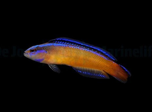 Pseudochromis aldabraensis - DJM Bred - Afbeelding 2