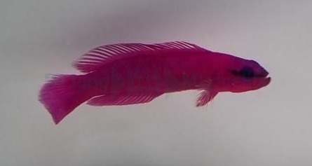Pseudochromis fridmani - DJM Bred - Afbeelding 3