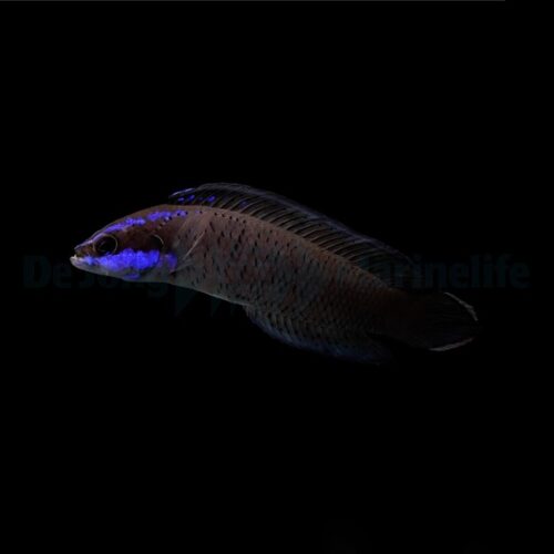 Alternative view of Pseudochromis springeri