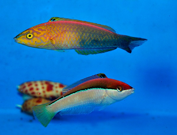 Picasso Aquarium