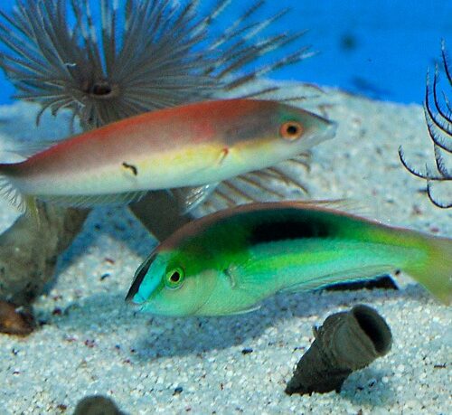 Pseudojuloides kaleidos (Pair)
