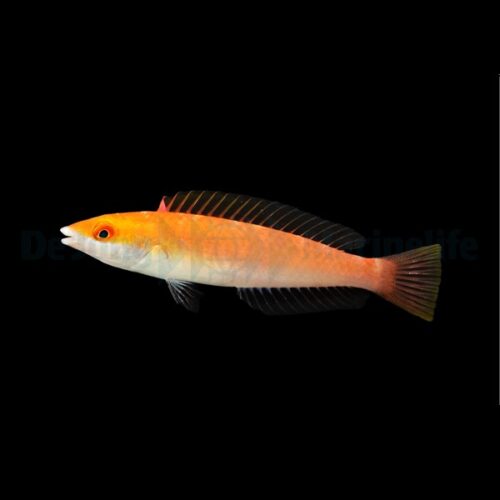 Pseudojuloides severnsi (female) - Afbeelding 2