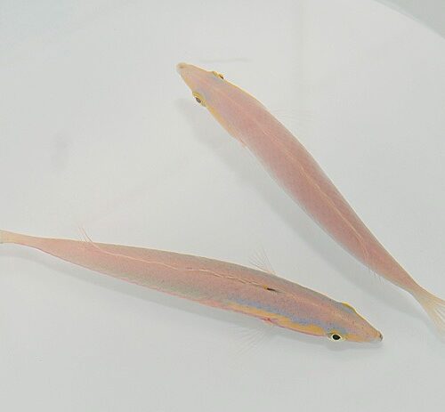 Pseudojuloides xanthomos (Pair)