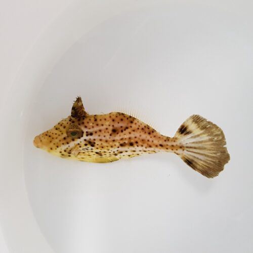 Pseudomonacanthus macrurus - Afbeelding 3