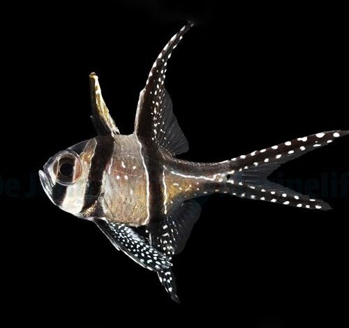 Alternative view of Pterapogon kauderni