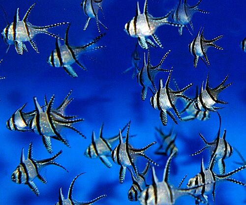 Pterapogon kauderni - DJM Bred - Afbeelding 4