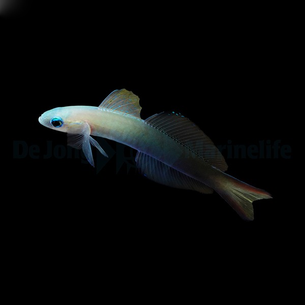 Picasso Aquarium