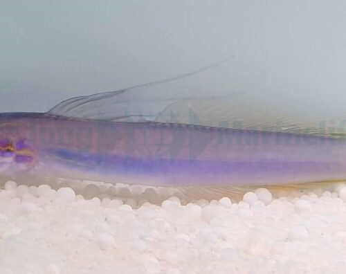 Alternative view of Ptereleotris uroditaenia