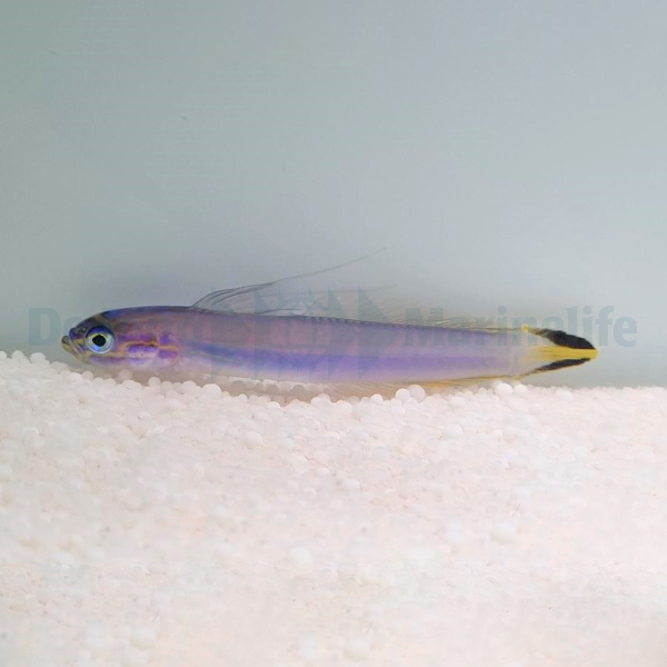 Picasso Aquarium