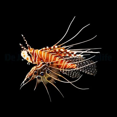 Alternative view of Pterois antennata