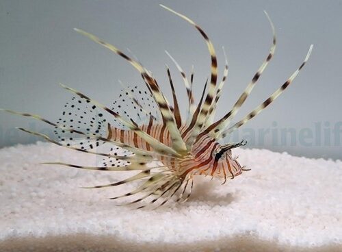 Pterois volitans - Afbeelding 3