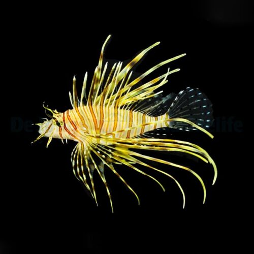 Pterois volitans - Afbeelding 2