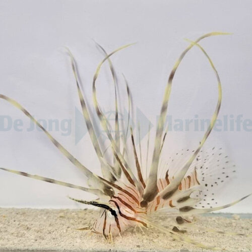 Pterois volitans - Afbeelding 4