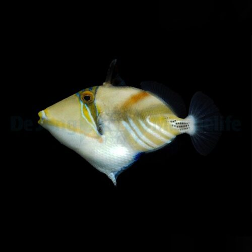 Alternative view of Rhinecanthus aculeatus