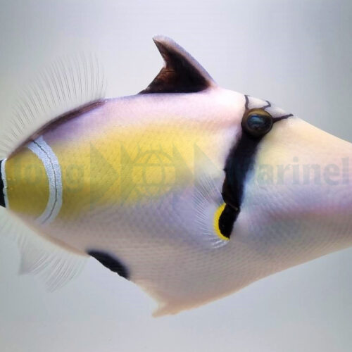 Alternative view of Rhinecanthus cinereus