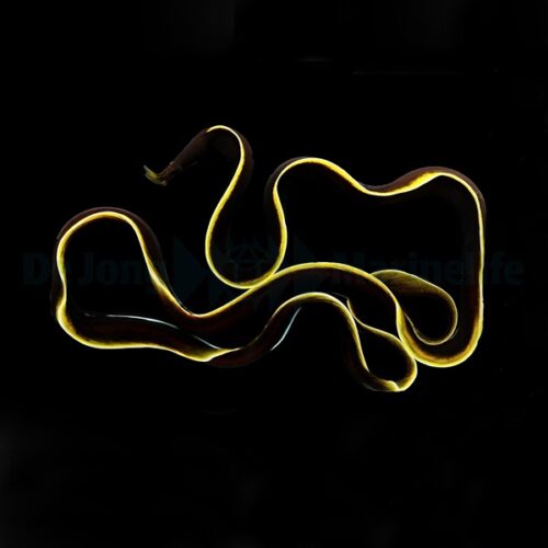 Rhinomuraena quaesita (Black) - Afbeelding 2