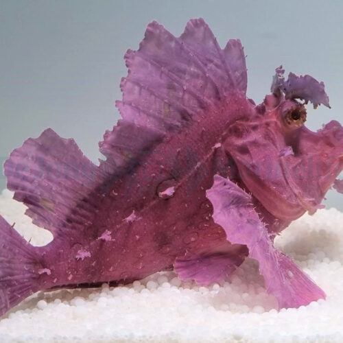 Rhinopias eschmeyeri (Purple) - Afbeelding 2