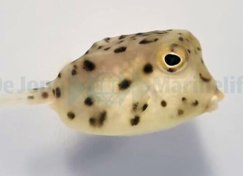 Alternative view of Rhynchostracion nasus