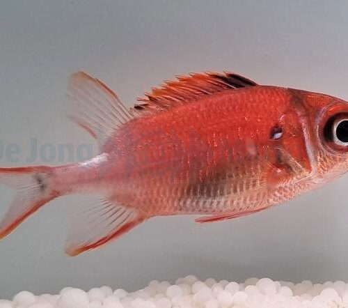 Sargocentron caudimaculatum - Afbeelding 2