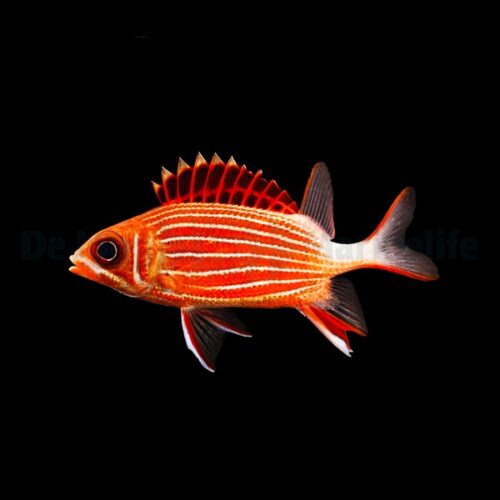 Sargocentron diadema
