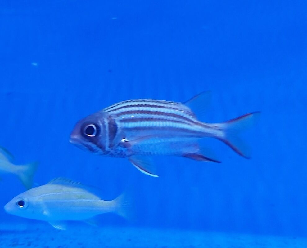 Picasso Aquarium