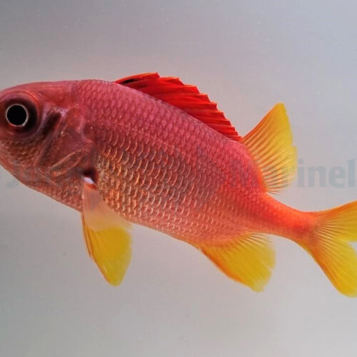 Alternative view of Sargocentron spiniferum