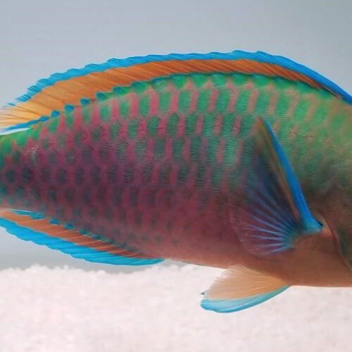 Alternative view of Scarus quoyi