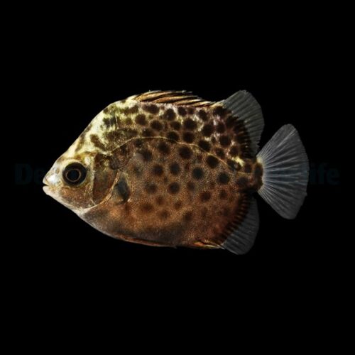 Scatophagus argus - T.B. - Afbeelding 2