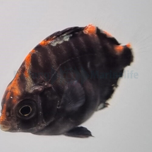 Scatophagus argus - T.B. - Afbeelding 3