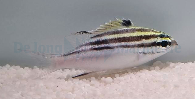 Picasso Aquarium